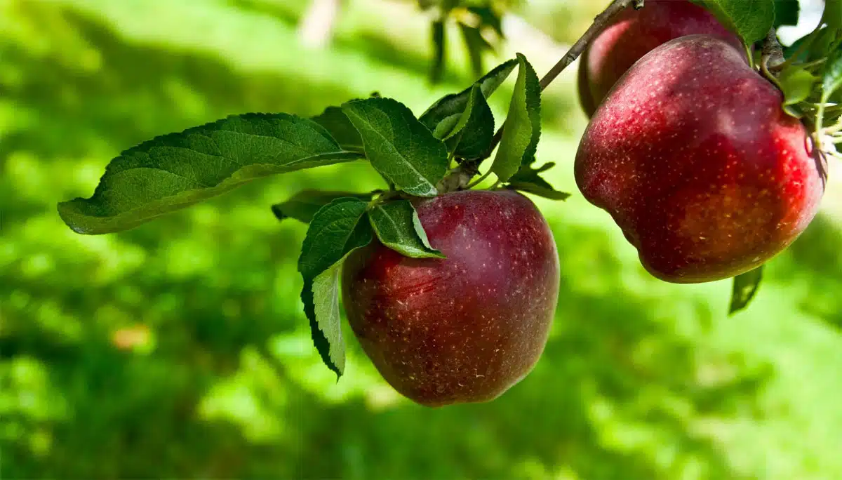 Health Benefits in Apples