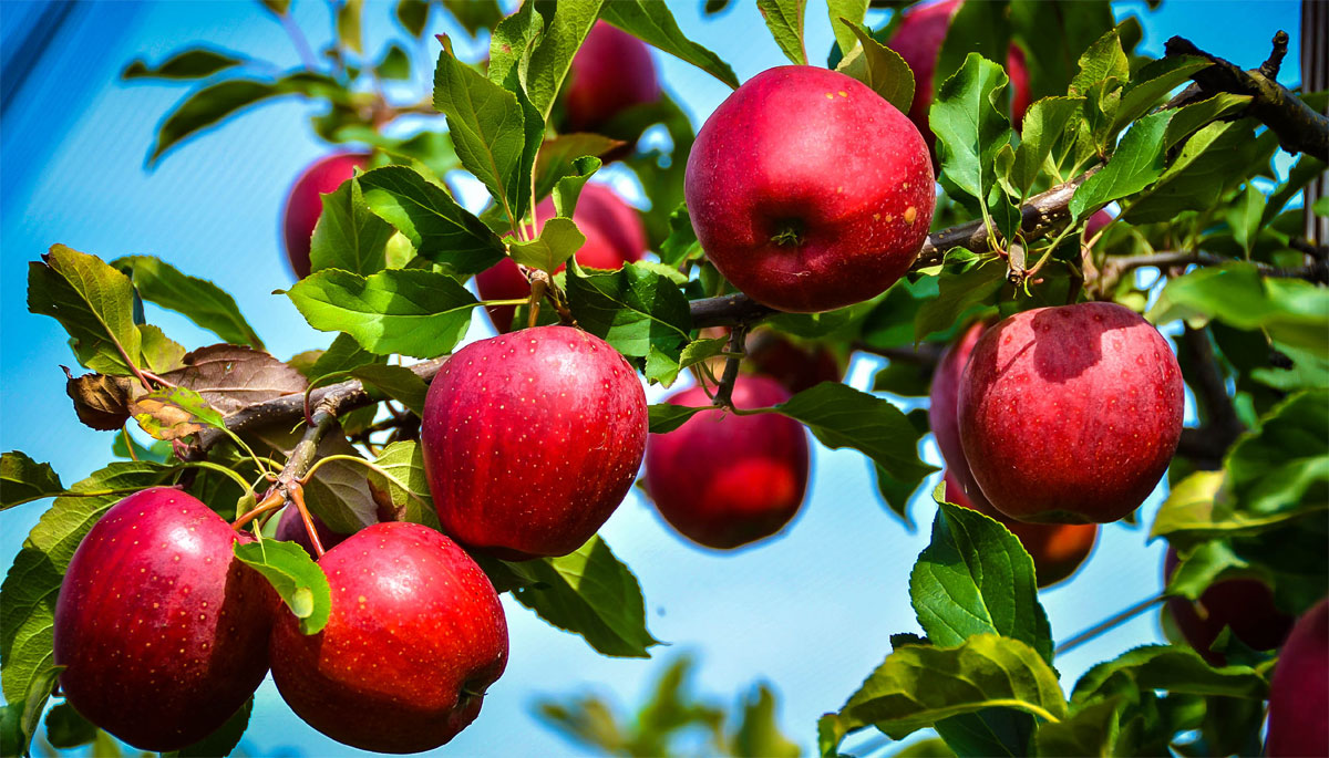 how to grow apple tree at home with seeds