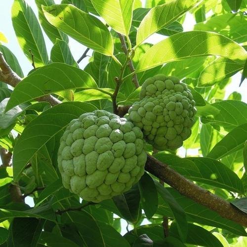 health benefits of custard Apple leaves Telugu