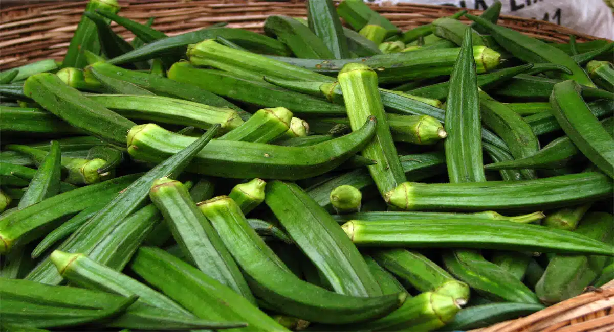 health benefits of lady finger for diabetic patients