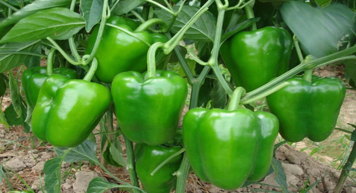 capsicum health benefits telugu