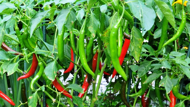 helth benefits of everyday eating chilli