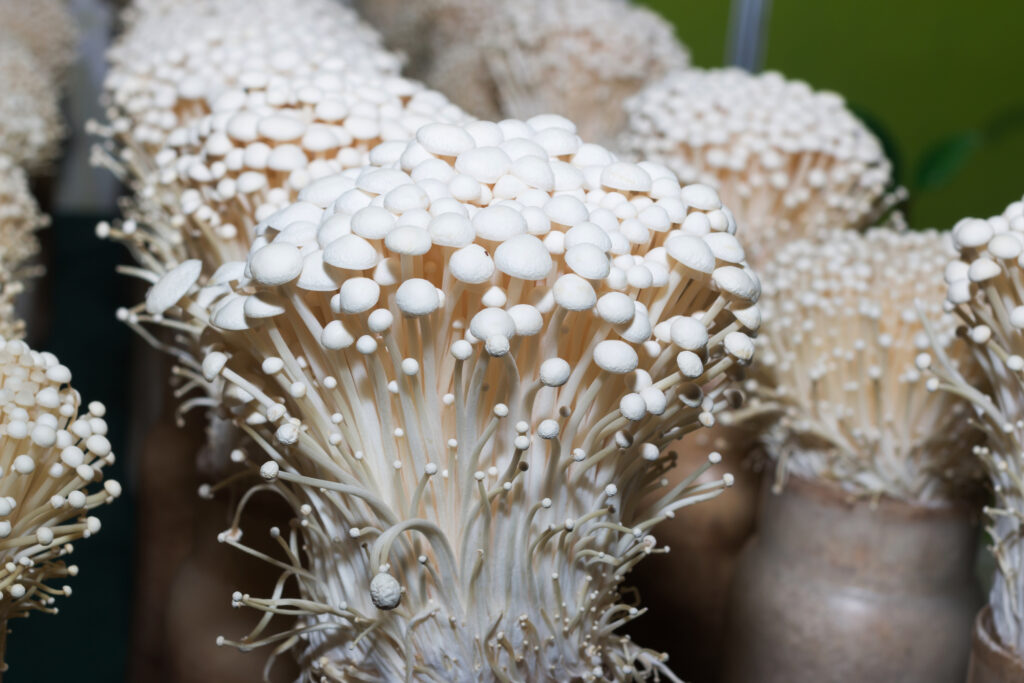 Enokitake Mushrooms