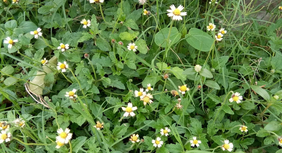 gaddi chamanthi plant health benefits telugu