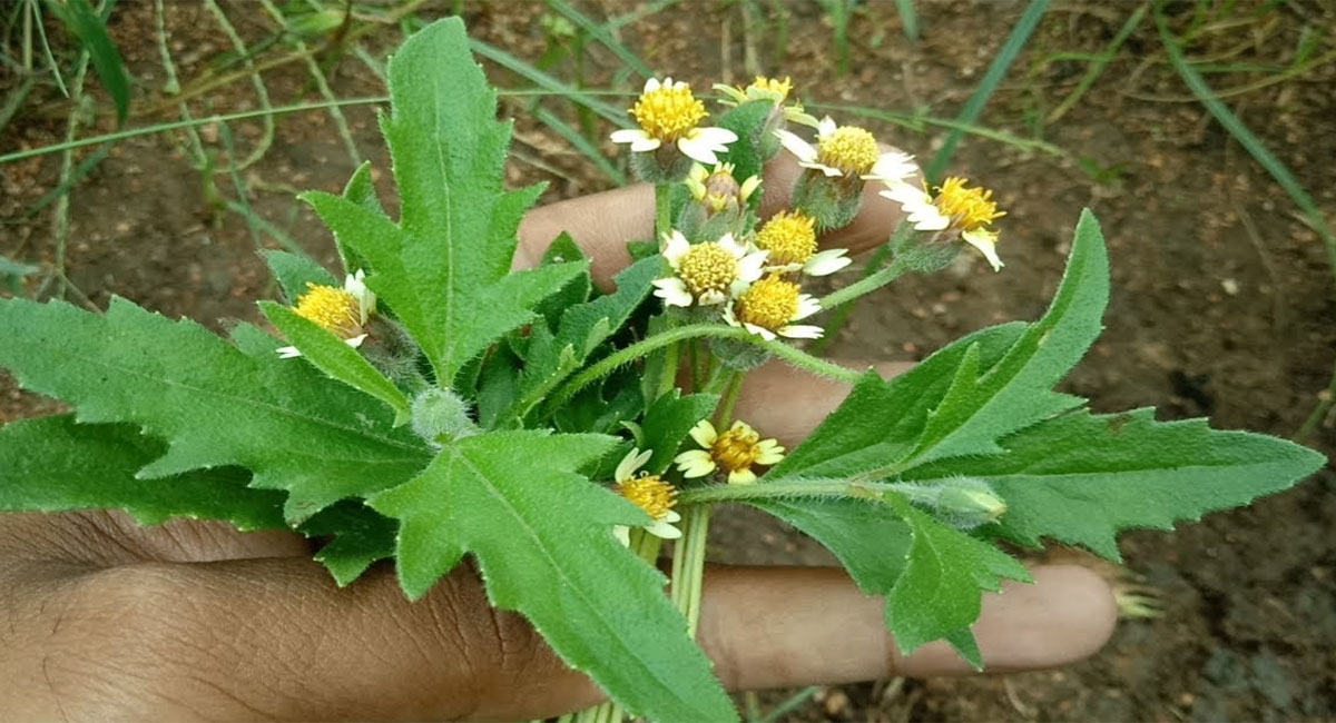 gaddi chamanthi plant health benefits telugu