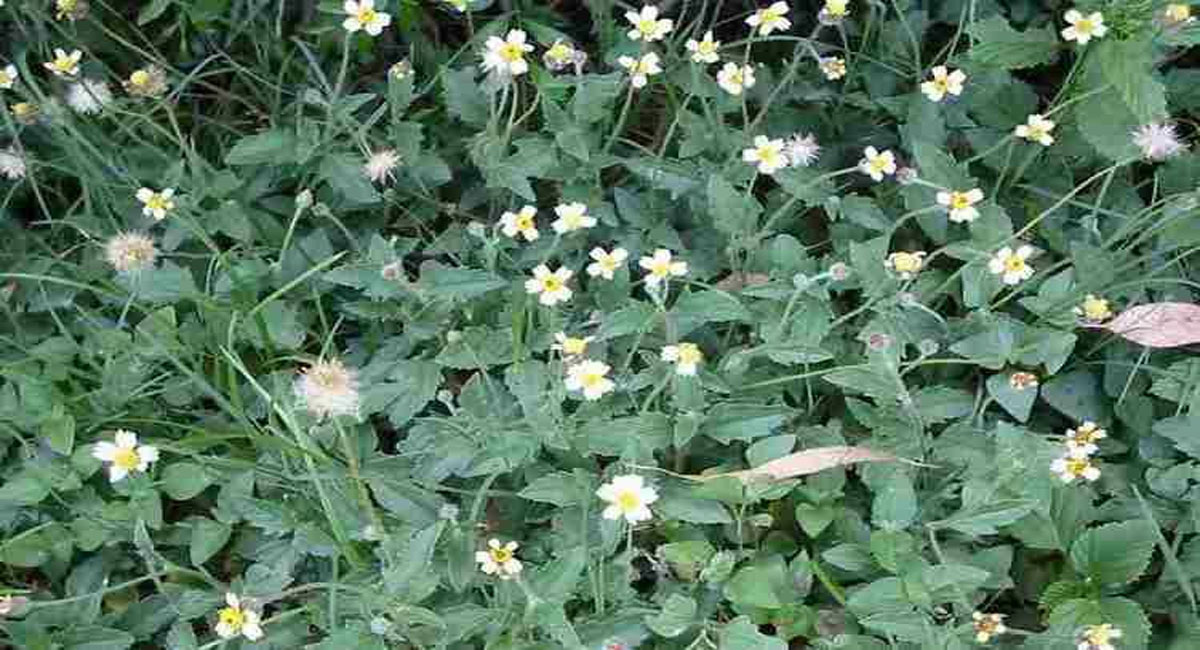 gaddi chamanthi plant health benefits telugu