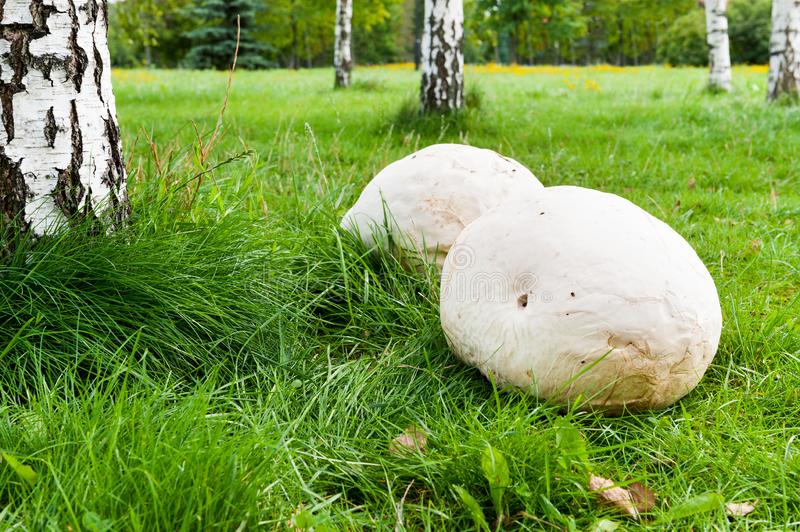 Gaint puffball Mushrooms