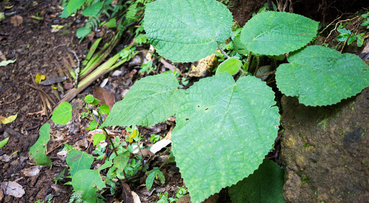 suicide plant gympie gympie plant poisonous plant