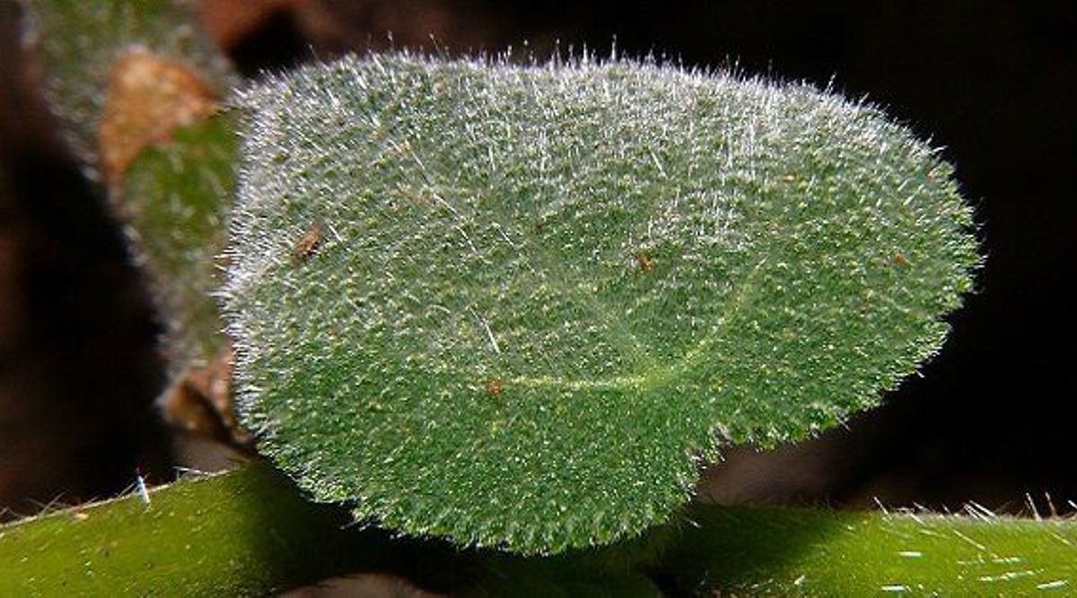 suicide plant gympie gympie plant poisonous plant