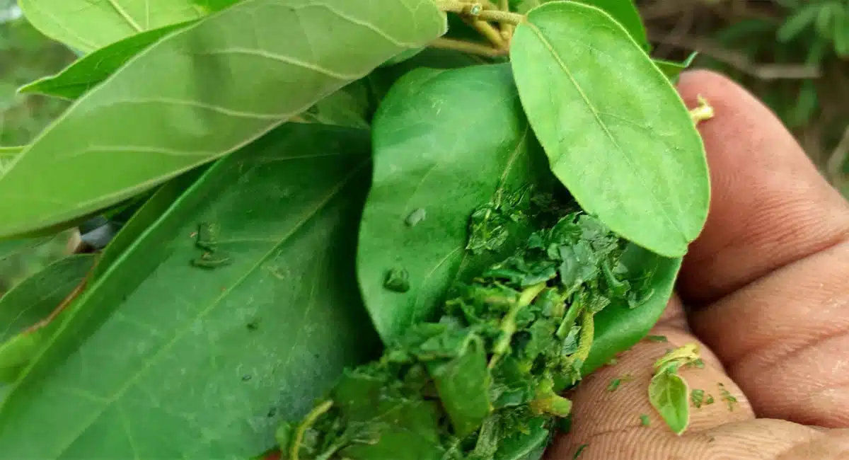 control sugar levels with these insulin plants