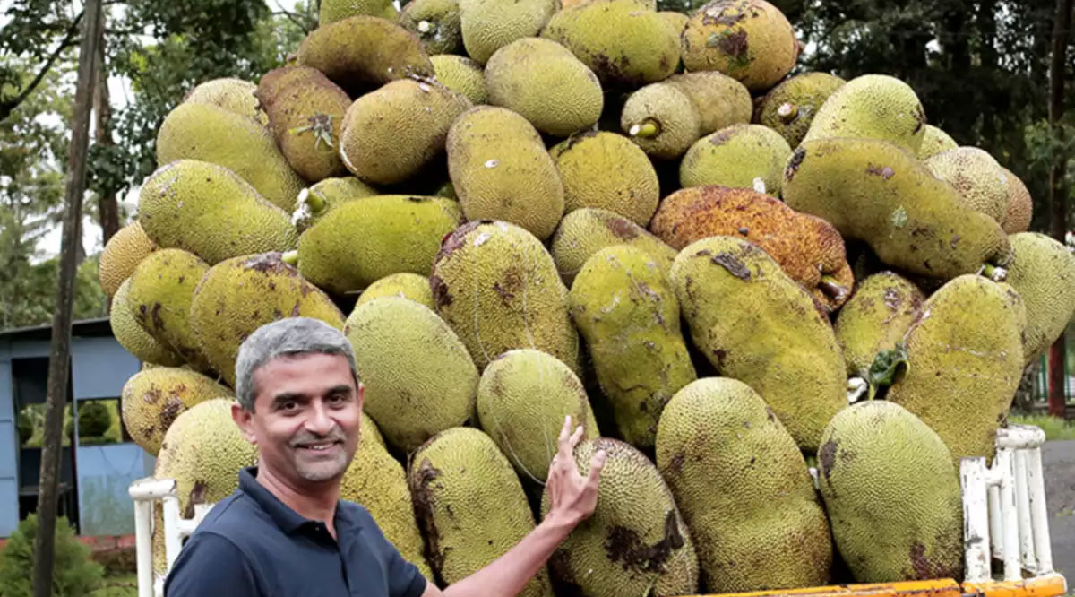 green jack fruit powder health tips telugu