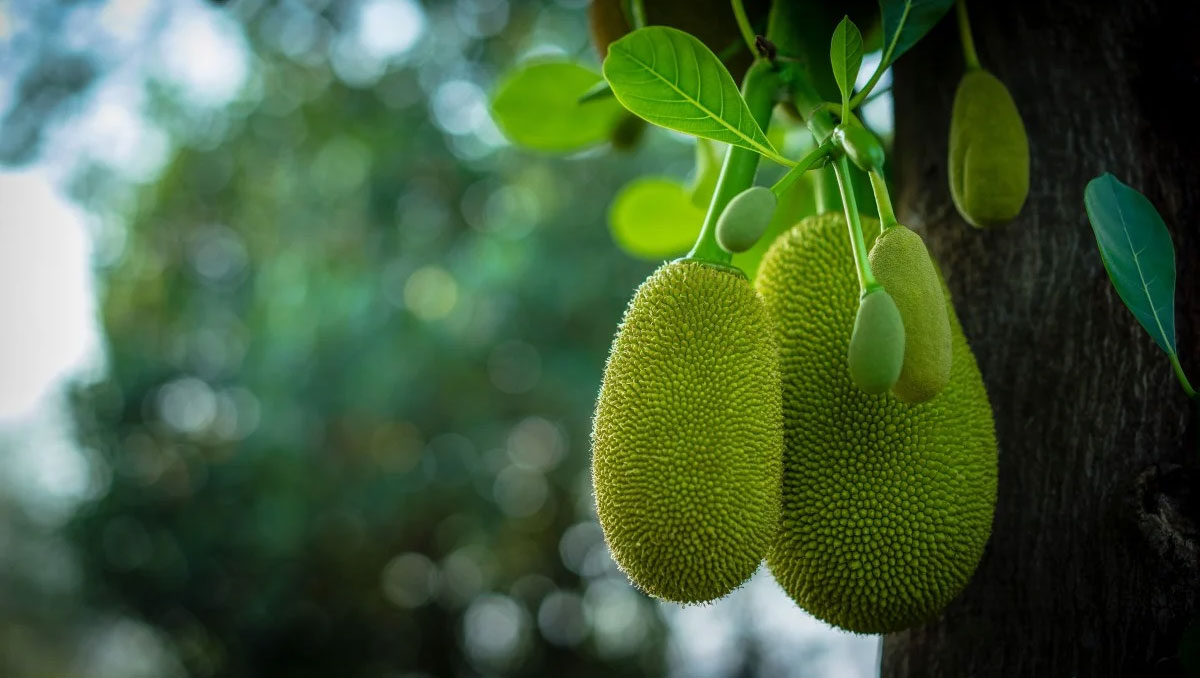 green jack fruit powder health tips telugu