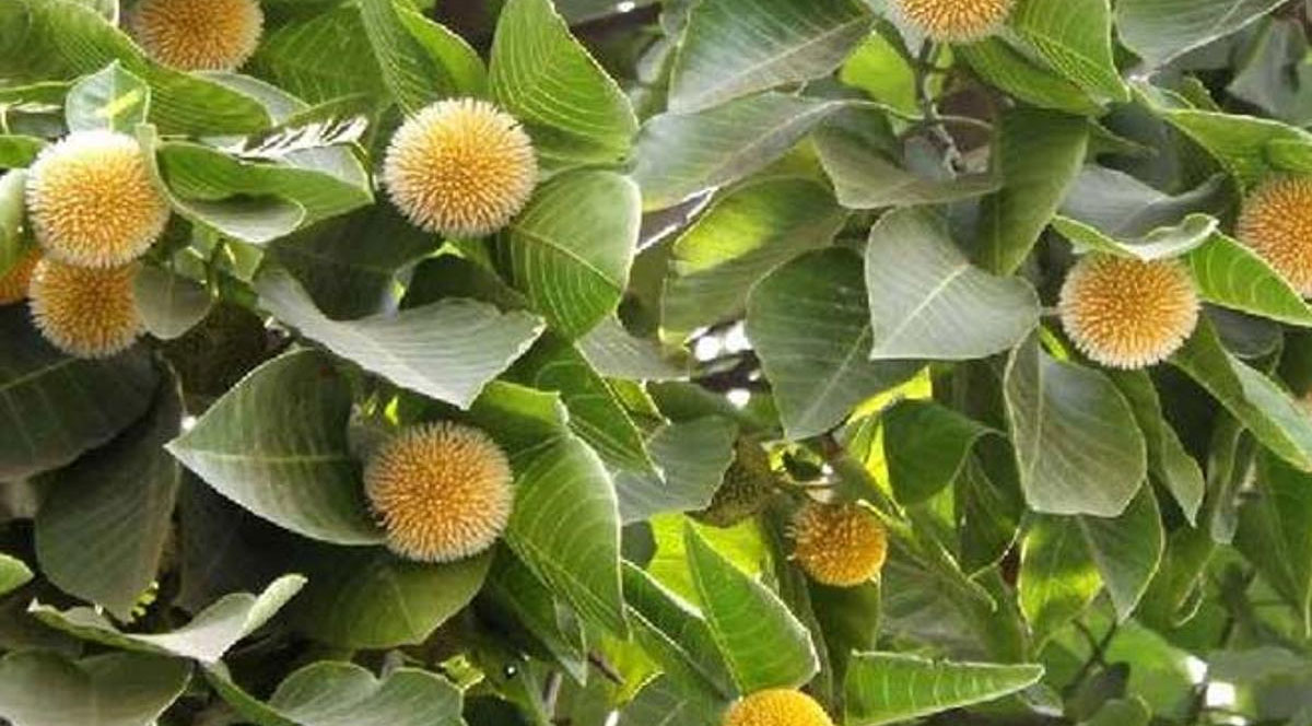 kadamba tree health benefits telugu