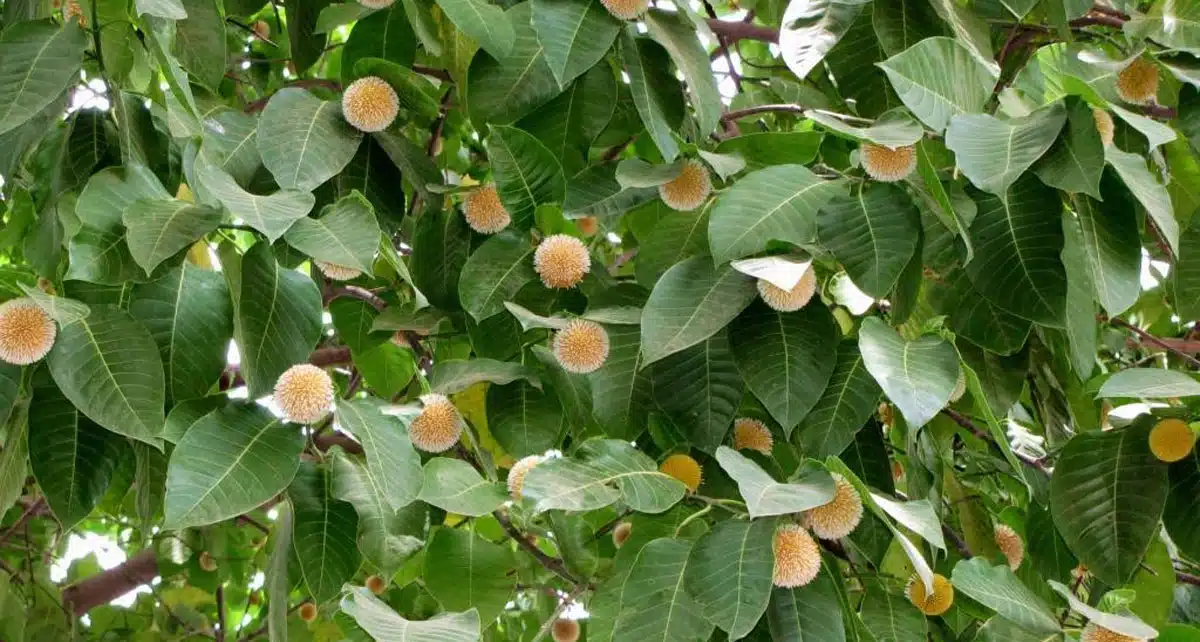 kadamba tree health benefits telugu