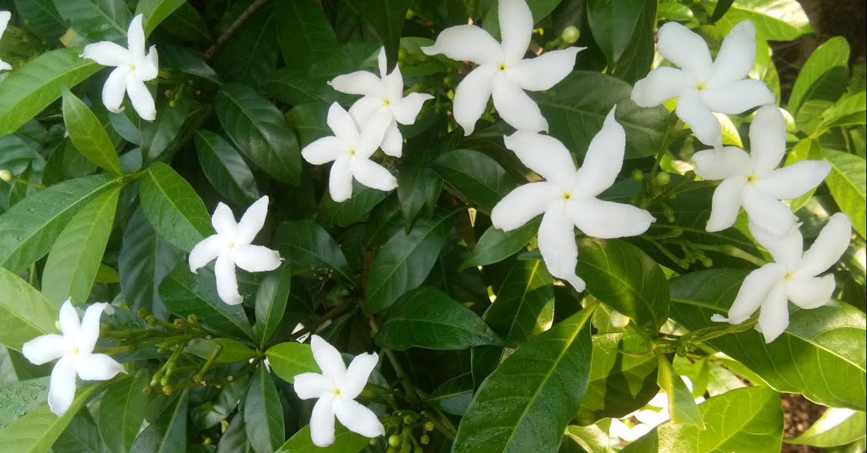 nandi vardhanam flowers health benefits telugu