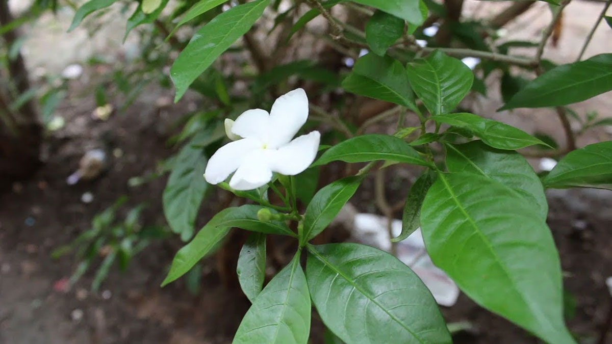 nandi vardhanam flowers health benefits telugu