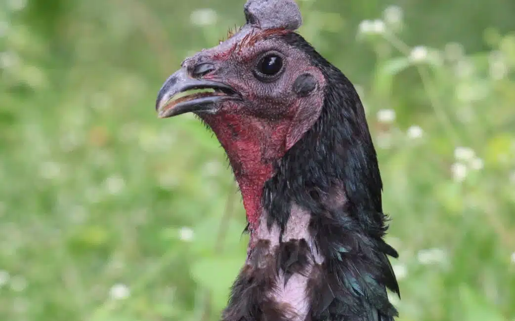 pradeep farm success story inspirational poultry business