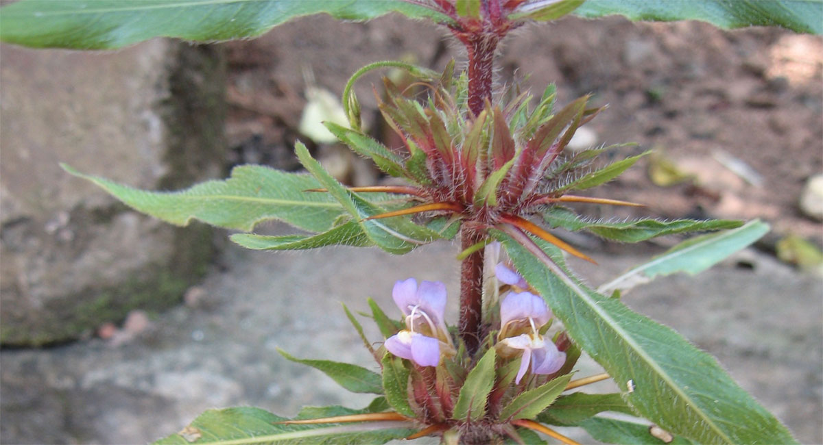 kokilaksha plant health benefits telugu