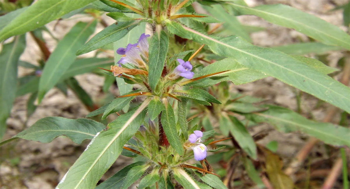 kokilaksha plant health benefits telugu