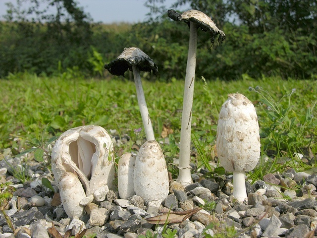 Shaggy Mane Mushrooms