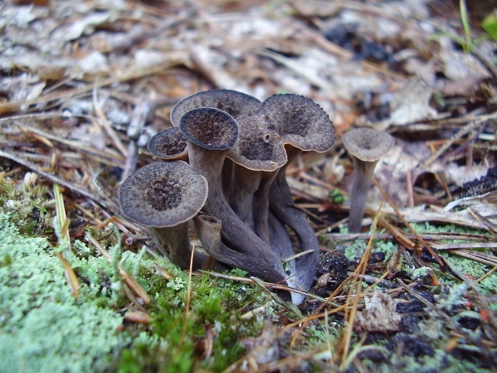 Black Thrumpet Mushrooms