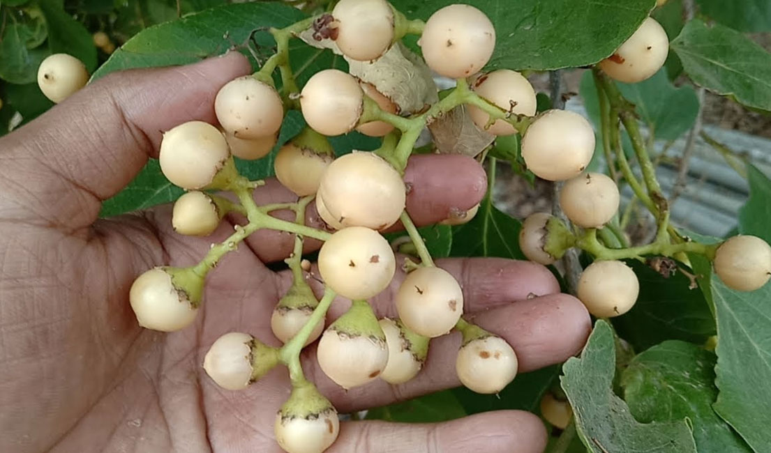 lasora fruit health benefits telugu