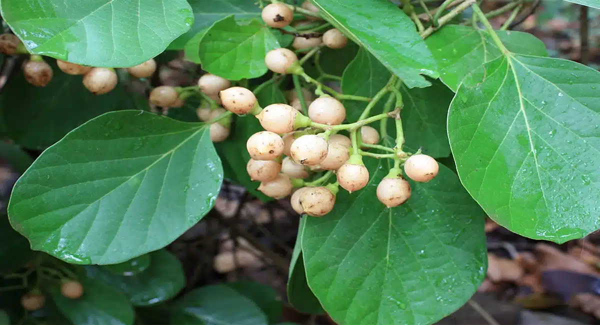 lasora fruit health benefits telugu