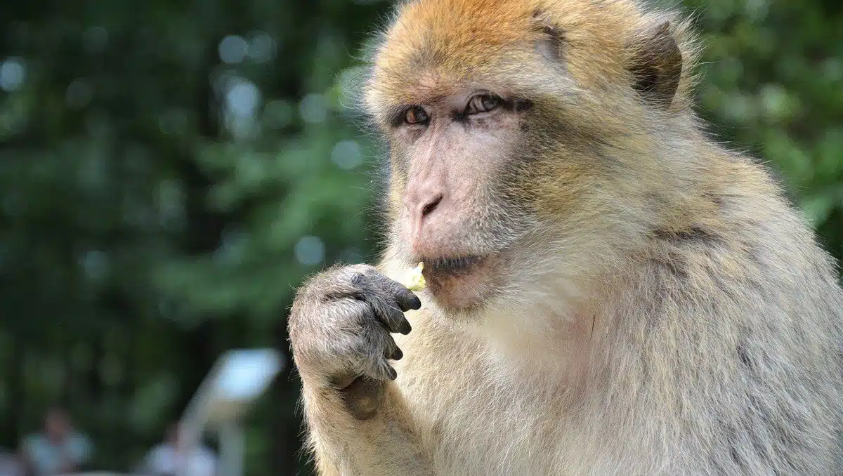 monkey b virus spread from monkies