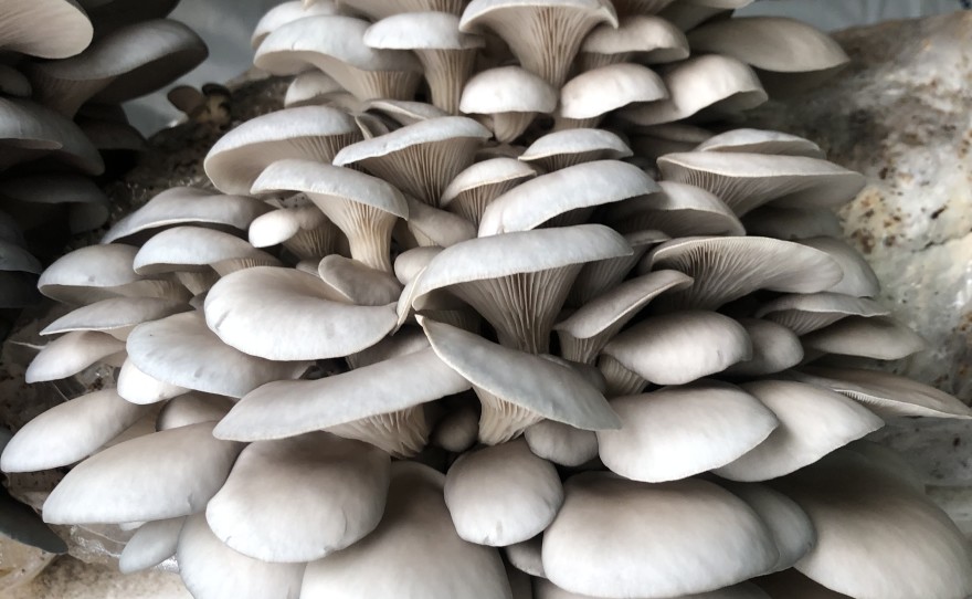 Osyter Mushrooms