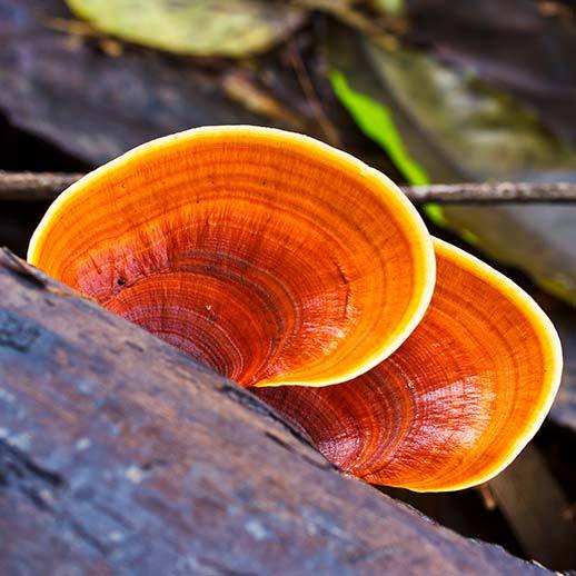 Reishi Mushrooms