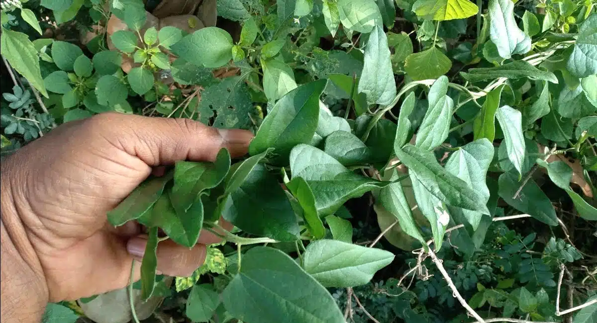 scorpion bite is an excellent medicine in ayurved