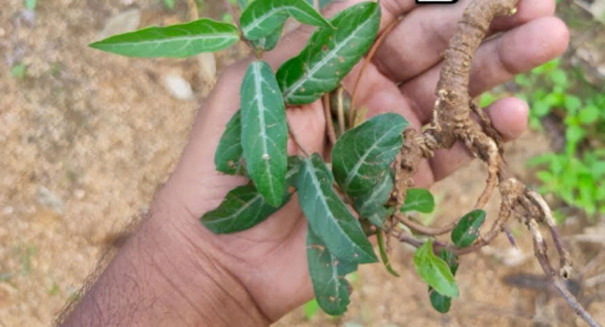 Sugandi Plant : ఈ మొక్క వేర్లలో ఎన్ని ఔషధ గుణాలు ఉన్నాయో తెలిస్తే ఆశ్చర్యపోతారు?