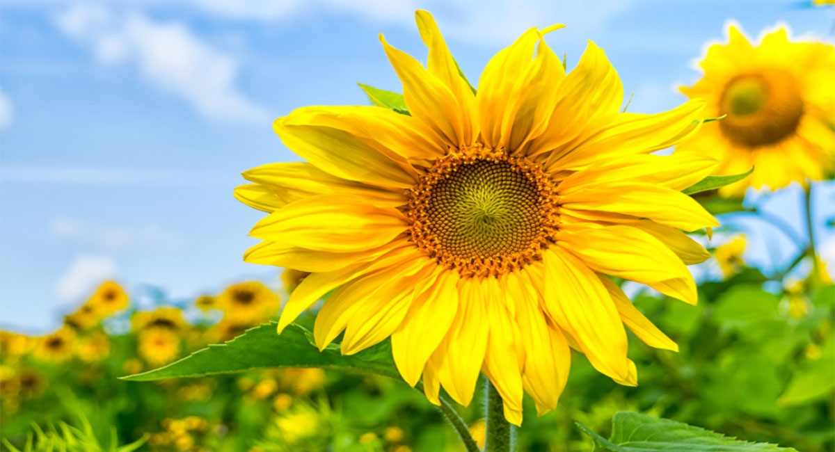 how to control diabetes with sun flower seeds