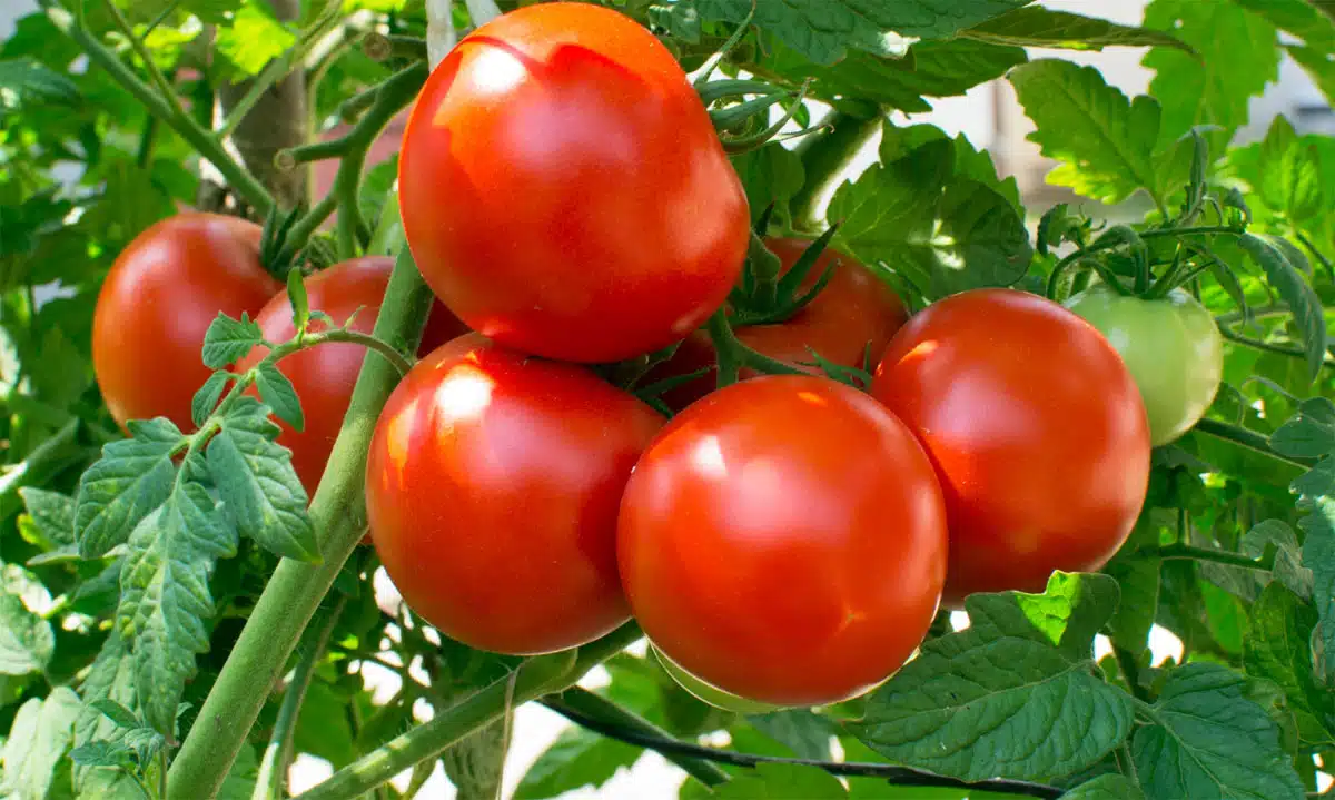 eating too much Tomato should danger the kidneys