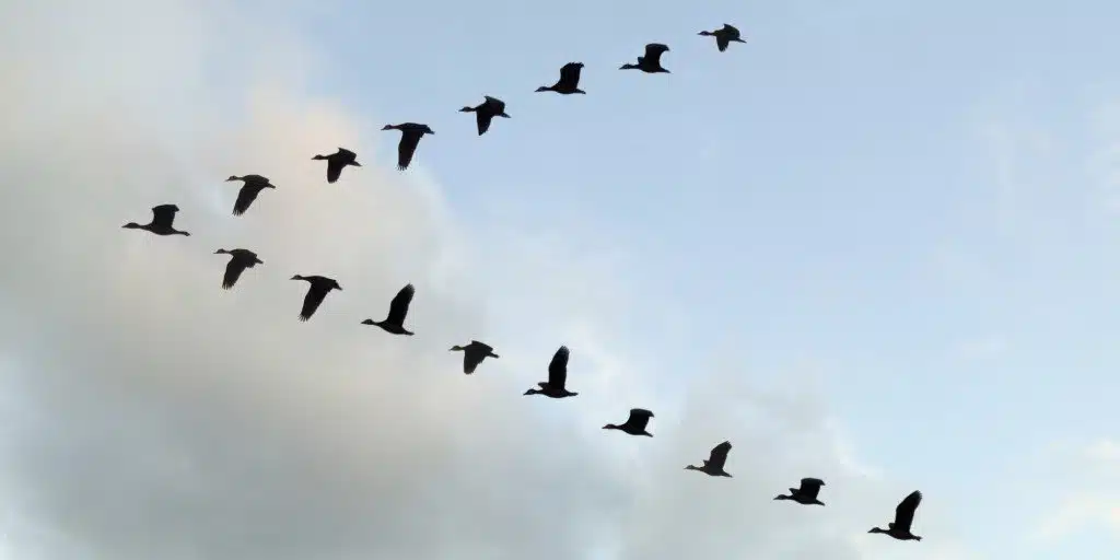Flying Bird