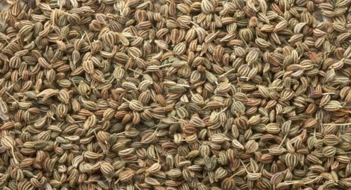 vamu health benefits telugu ajwain