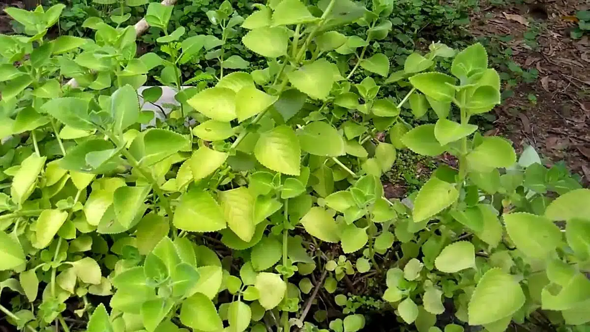 vamu plant leaves health benefits telugu