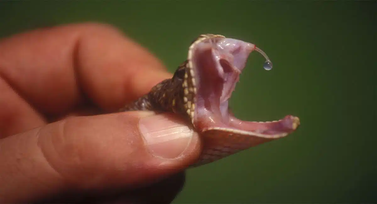 superglue from snake venom prevents death