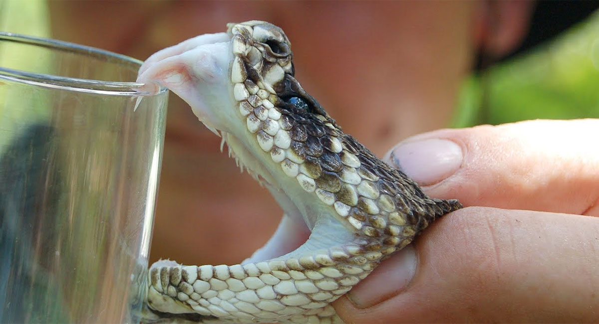 superglue from snake venom prevents death