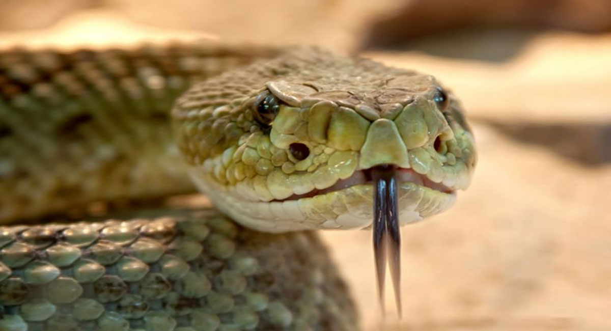 superglue from snake venom prevents death