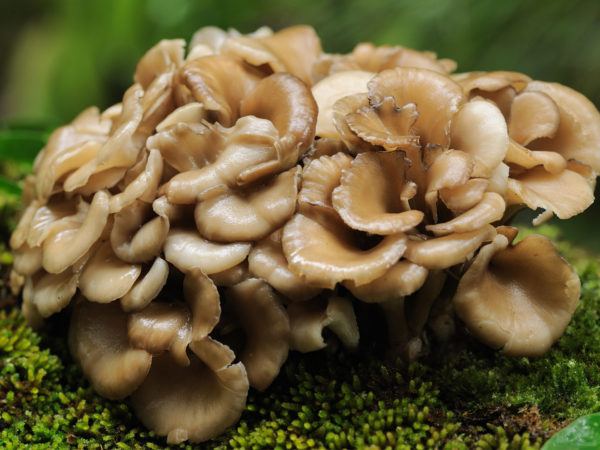 Maitake Mushrooms