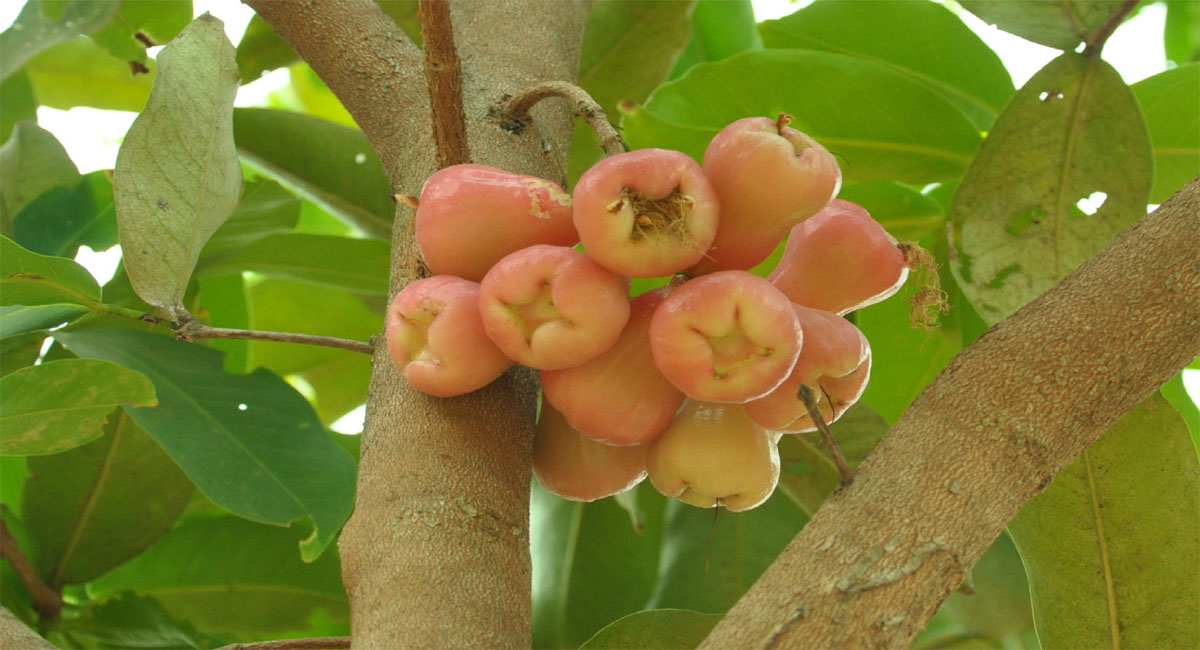 health benefits of water apple telugu