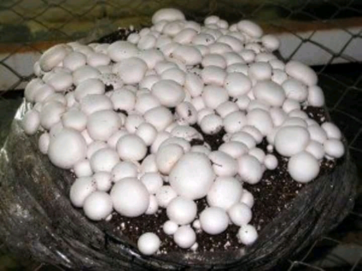 health benefit of 15 type Mushrooms