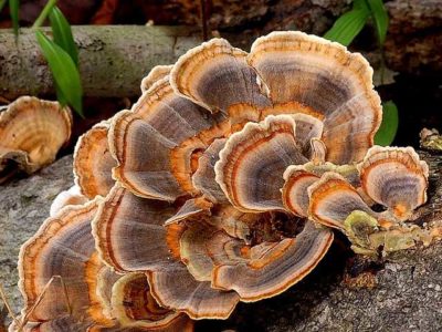 Turkey Tail Mushrooms