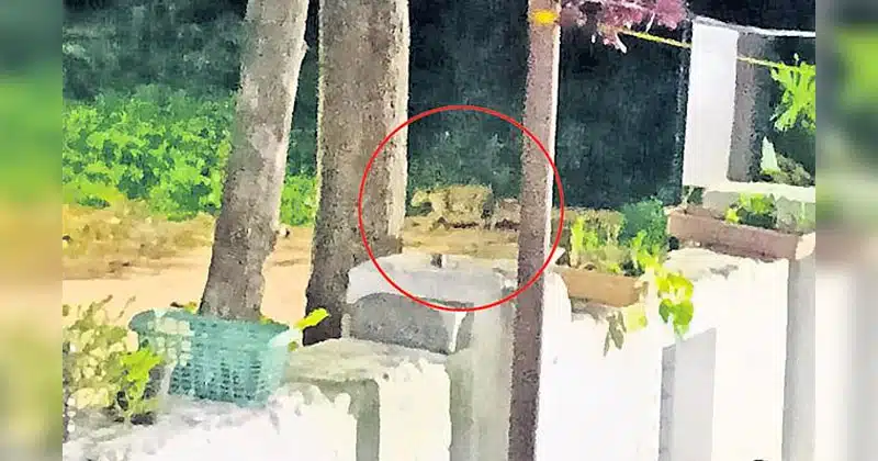 Leopard art in Tirumala