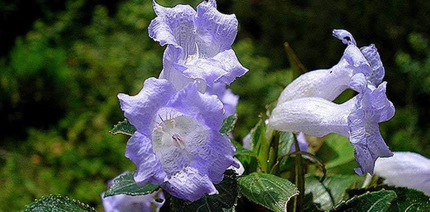 why is neelakurinji plants blooming only once in 12 years