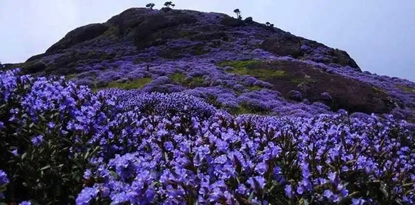 Neelakurinji flowers: ఇవి ప‌న్నెండేండ్ల‌కు ఒక‌సారి మాత్ర‌మే పూసే పూలు.. అవి ఎక్క‌డో తెలుసా..?