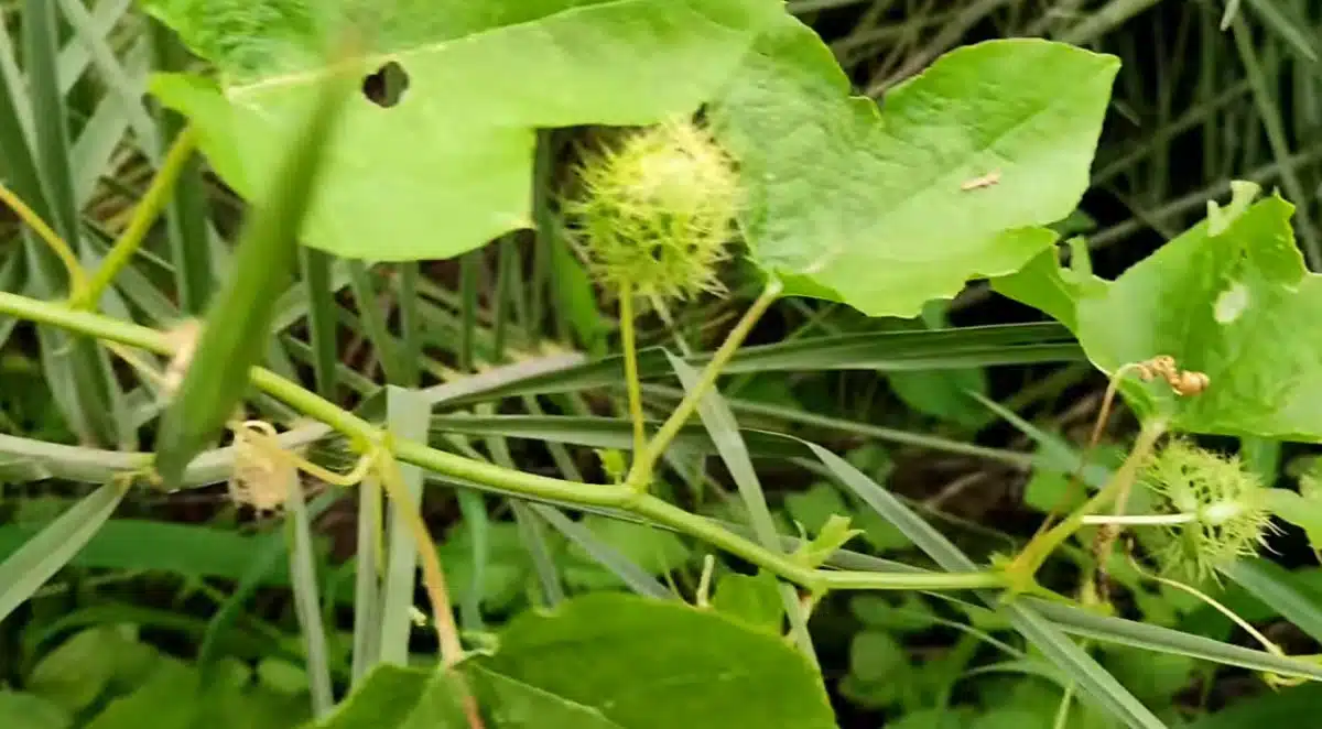 gaju teega used in anandayya ayurvedic medicine health benefits