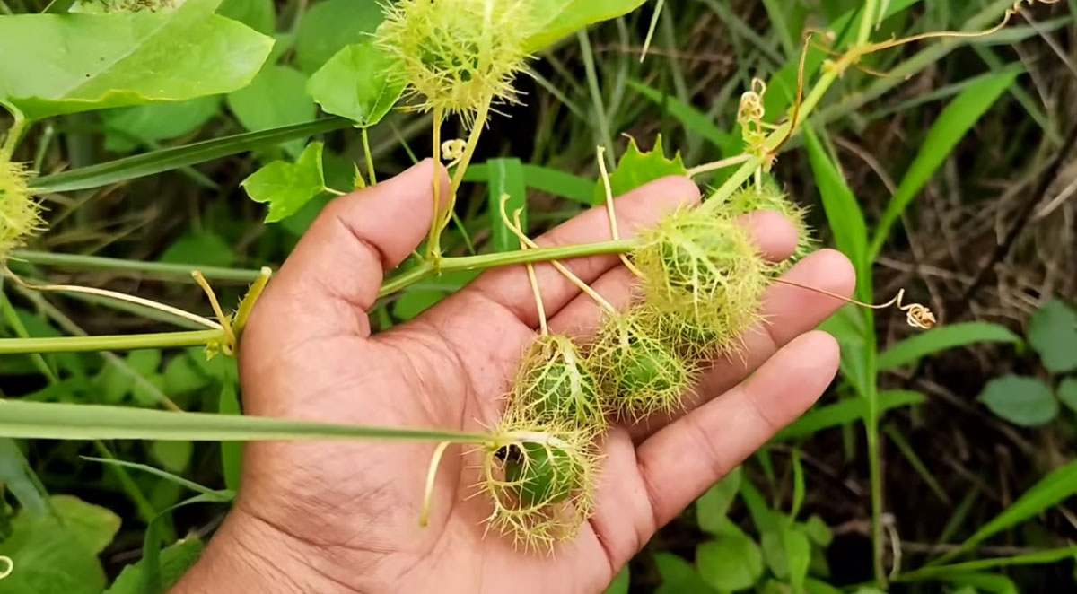 gaju teega used in anandayya ayurvedic medicine health benefits