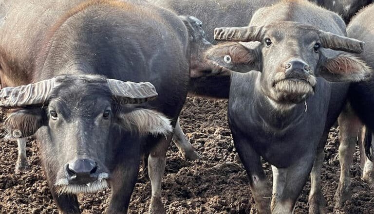Buffalo : బర్రెపై అత్యాచారం చేయబోయాడు…. చివరికి ఏం జ‌రిగిందంటే